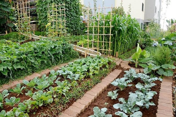 Huerto urbano con hortalizas y verduras
